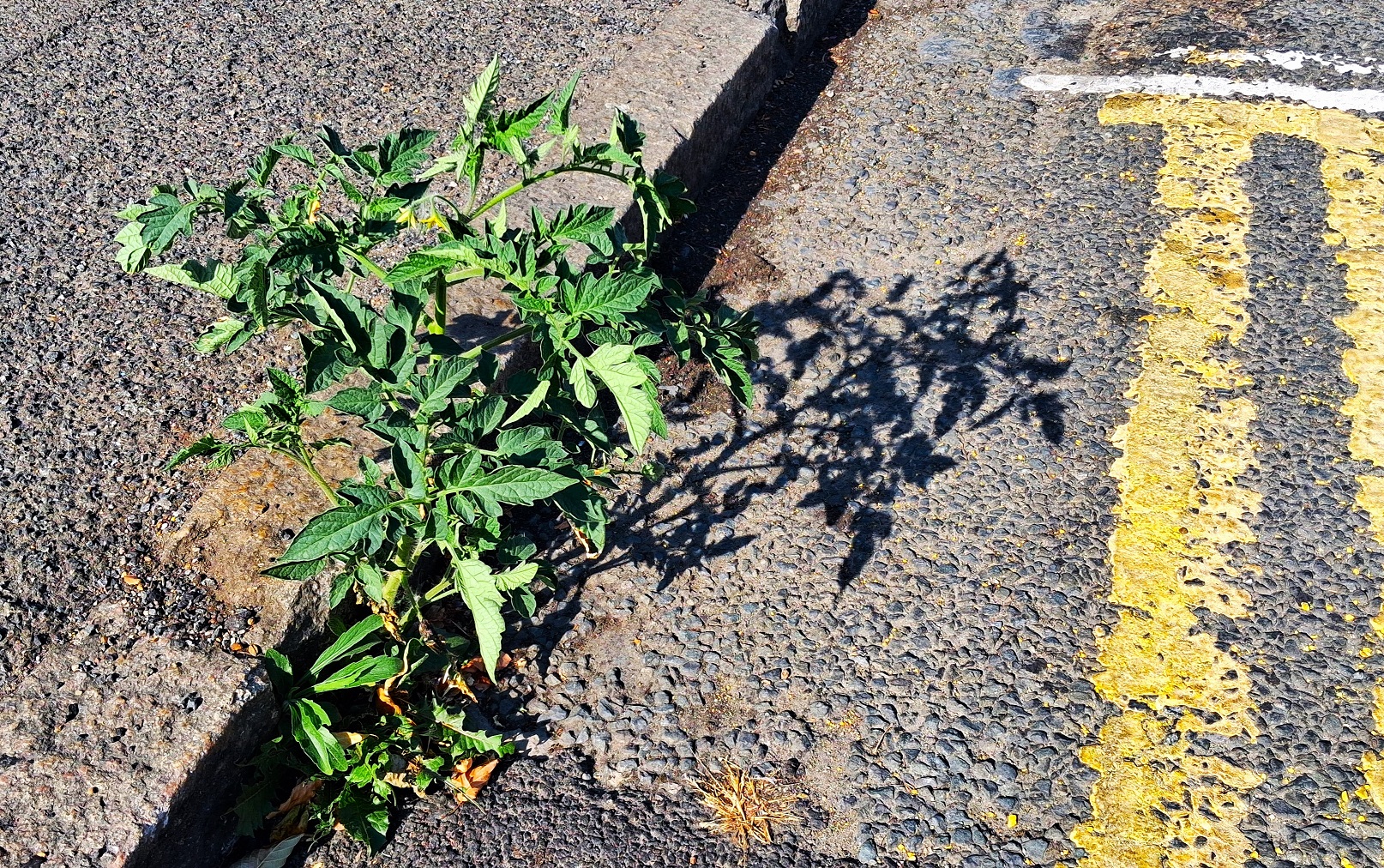 tomato plant